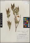 Foto von Salix lucida Muhl.